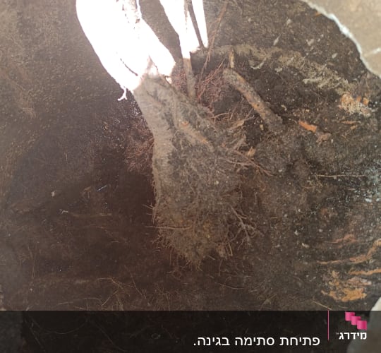 שורשים בתוך צינור ביוב סתום